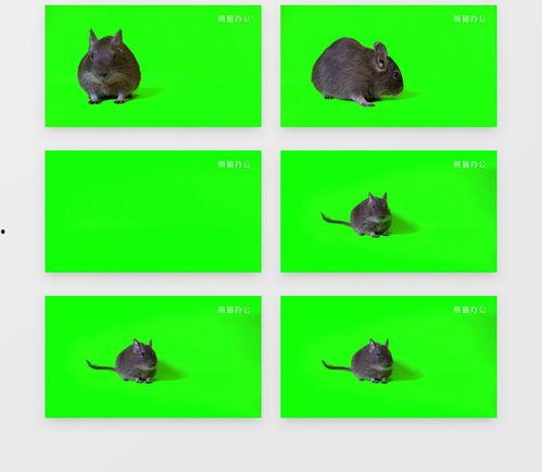 最新老鼠爆料视频下载安装,最新老鼠爆料视频下载安装全过程解析 第1张 最新老鼠爆料视频下载安装,最新老鼠爆料视频下载安装全过程解析 第1张